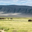 TZA ARU Ngorongoro 2016DEC26 Crater 049 : 2016, 2016 - African Adventures, Africa, Arusha, Crater, Date, December, Eastern, Mandusi Hippo Pool, Month, Ngorongoro, Places, Tanzania, Trips, Year